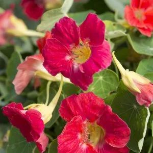 Tropaeolum minus tip top rose