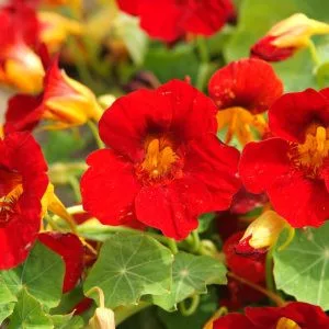 Tropaeolum minus tip top scarlet