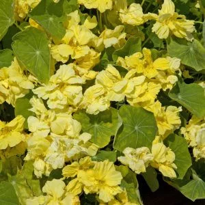 Tropaeolum minus whirlybird cream