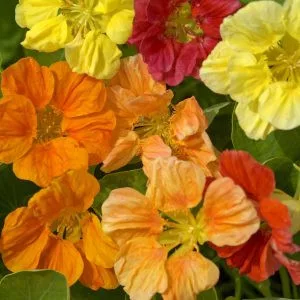 Tropaeolum minus whirlybird field grown mixture