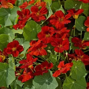 Tropaeolum minus whirlybird mahogany