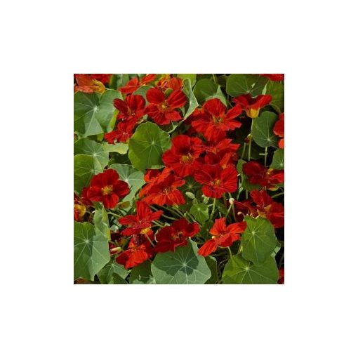 Tropaeolum minus whirlybird mahogany