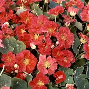 Tropaeolum minus whirlybird rose