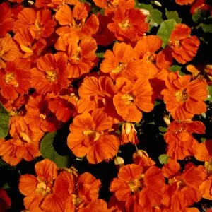 Tropaeolum minus whirlybird scarlet