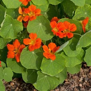 Tropaeolum minus whirlybird tangerine
