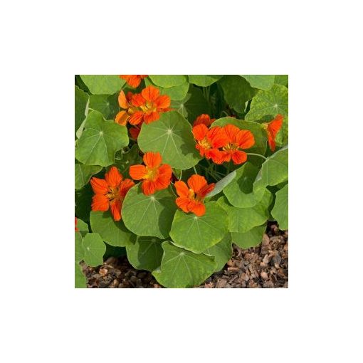 Tropaeolum minus whirlybird tangerine