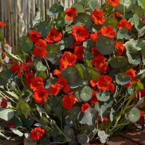 Tropaeolum princess of india