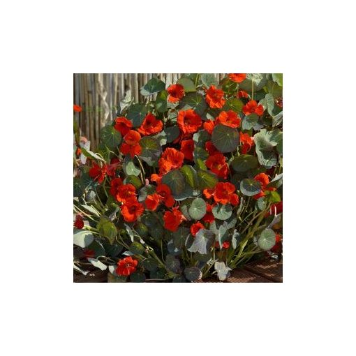 Tropaeolum princess of india