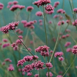 Verbena bonariensis