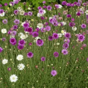 Xeranthemum annuum mixed