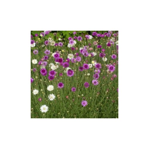 Xeranthemum annuum mixed