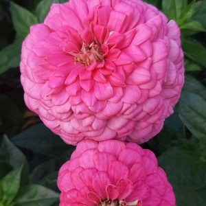 Zinnia elegans benary giant bright pink