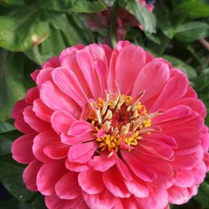 Zinnia elegans benary giant carmine