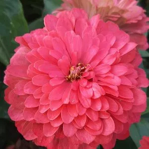Zinnia elegans benary giant coral