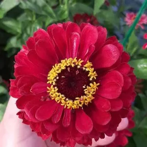 Zinnia elegans benary giant deep red