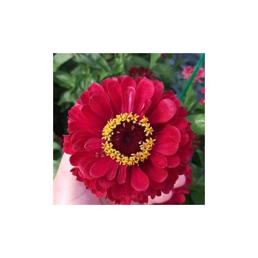 Zinnia elegans benary giant deep red