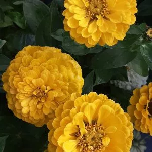 Zinnia elegans benary giant golden yellow
