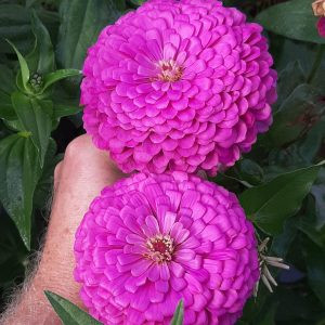 Zinnia elegans benary giant lilac