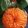 Zinnia elegans benary giant orange