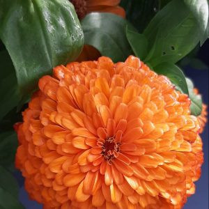 Zinnia elegans benary giant orange