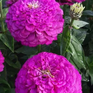 Zinnia elegans benary giant purple