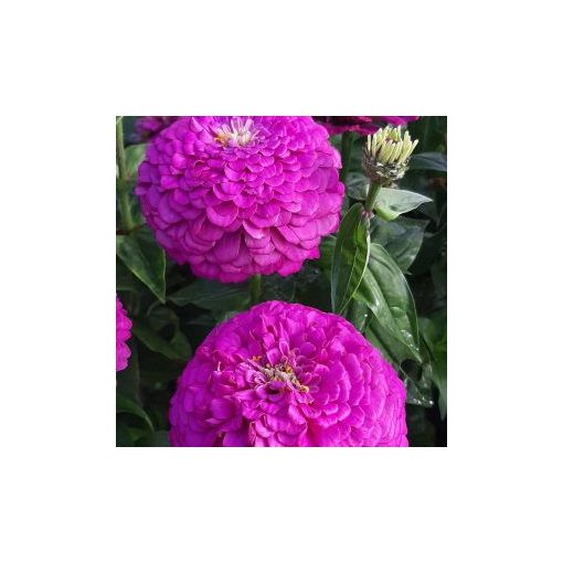 Zinnia elegans benary giant purple