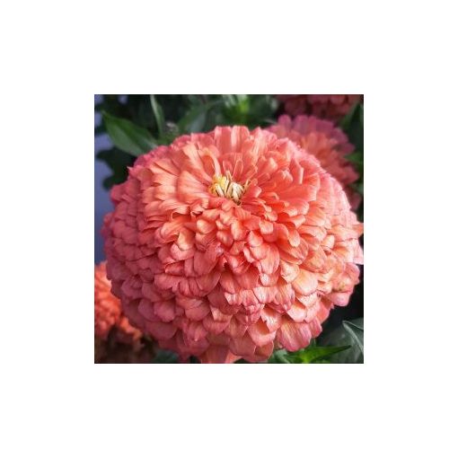 Zinnia elegans benary giant salmon rose