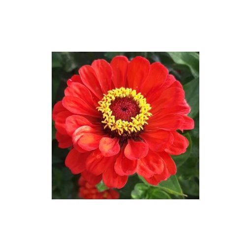 Zinnia elegans benary giant scarlet