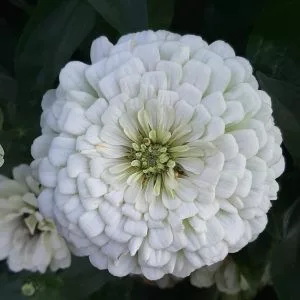 Zinnia elegans benary giant white