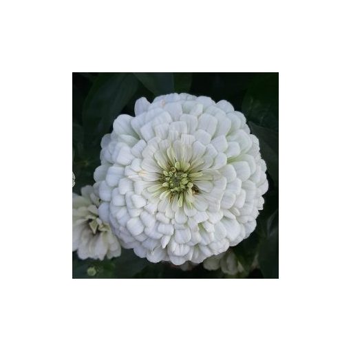 Zinnia elegans benary giant white