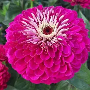 Zinnia elegans benary giant wine