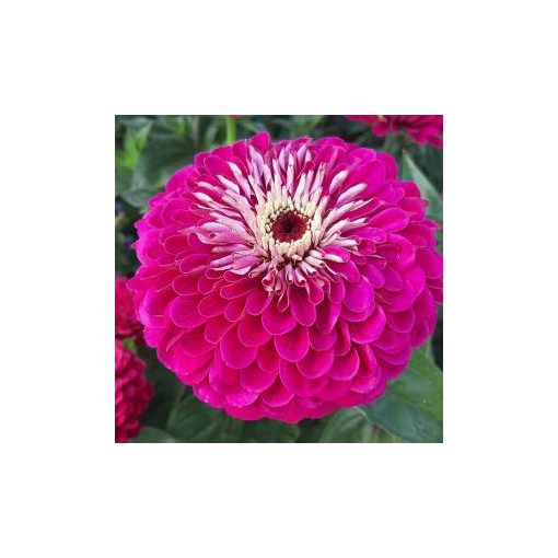 Zinnia elegans benary giant wine