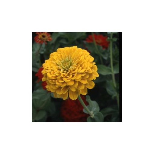 Zinnia elegans canary bird