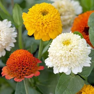 Zinnia elegans cresto! citrus mix