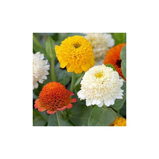 Zinnia elegans cresto! citrus mix