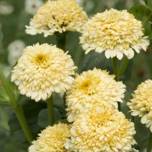 Zinnia elegans cresto! cream