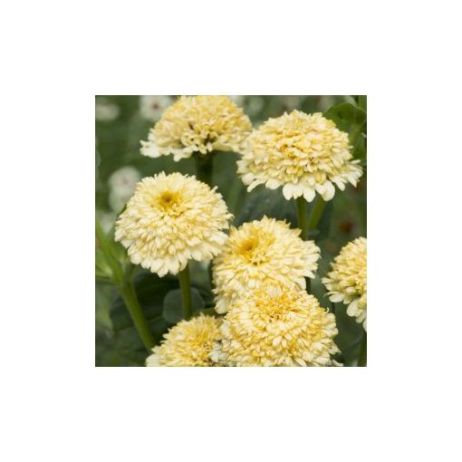 Zinnia elegans cresto! cream