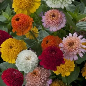 Zinnia elegans cresto! mixture