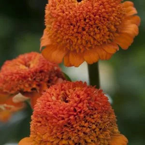 Zinnia elegans cresto! orange