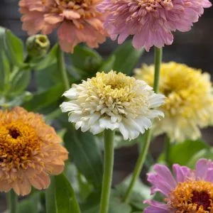 Zinnia elegans cresto! peaches & cream