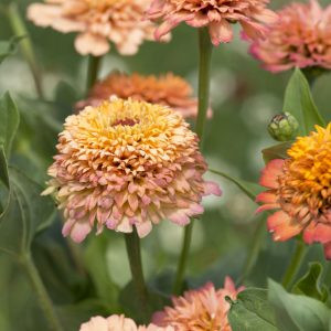 Zinnia elegans cresto! peachy pink