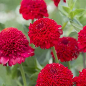 Zinnia elegans cresto! red