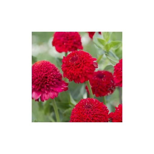 Zinnia elegans cresto! red