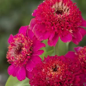 Zinnia elegans cresto! violet