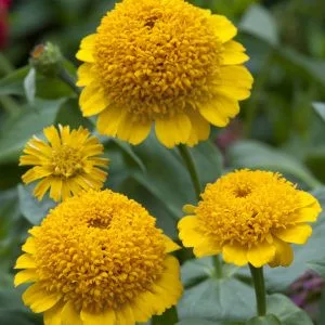 Zinnia elegans cresto! yellow