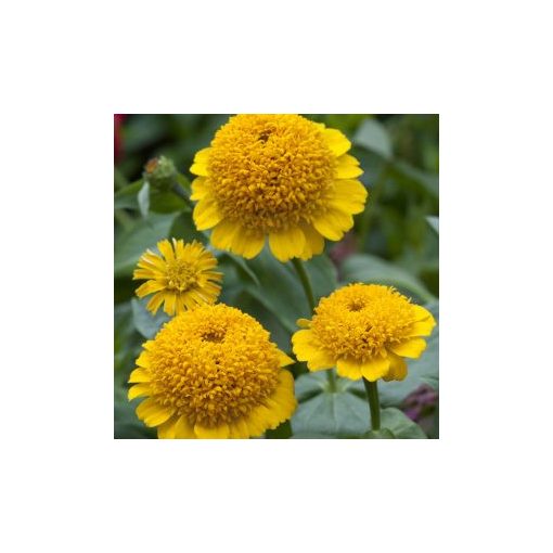 Zinnia elegans cresto! yellow