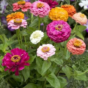 Zinnia elegans cut & come again mix