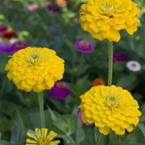 Zinnia elegans dahlia-flowered canary bird