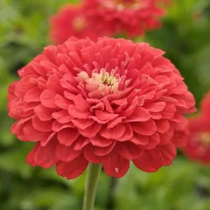 Zinnia elegans dahlia-flowered coral beauty