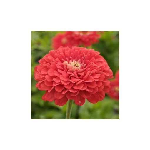 Zinnia elegans dahlia-flowered coral beauty